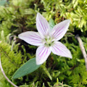 Virginia Spring Beauty