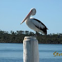Pelican