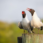 Laughing Gull