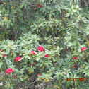 Tree Rhododendron