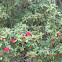 Tree Rhododendron