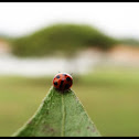 ladybird