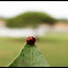ladybird