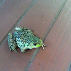 Frog