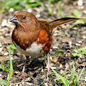 Eastern towhee, adults