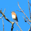 Eastern Bluebird