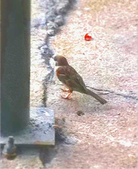 Spotting Image 1