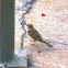 Eurasian Tree Sparrow