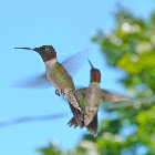 Ruby throated hummingbird (male)
