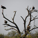 African White-backed Vulture
