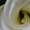 Arum Lily