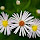 The Wildflowers of New York State