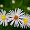 White Aster