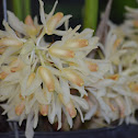 Orquídea
