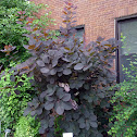 smokebush