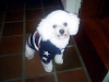 Busco Novia Para Mi Perro Poodle