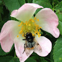 Hoverfly