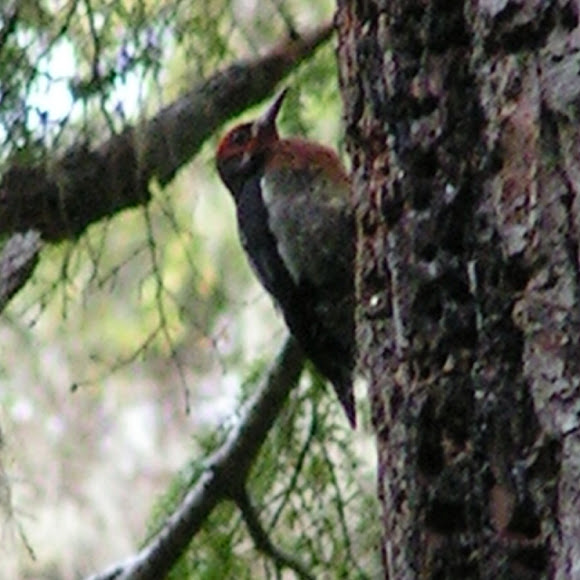 Spotting Image 1