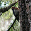 Red breasted sapsucker