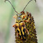 Longhorn Beetle