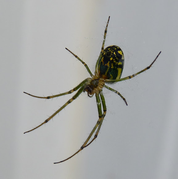 Spotting Image 1