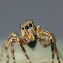 spider