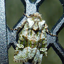 Moth