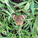 Common Buckeye