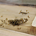 Black and Yellow Garden Spiders