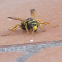 European Paper Wasp