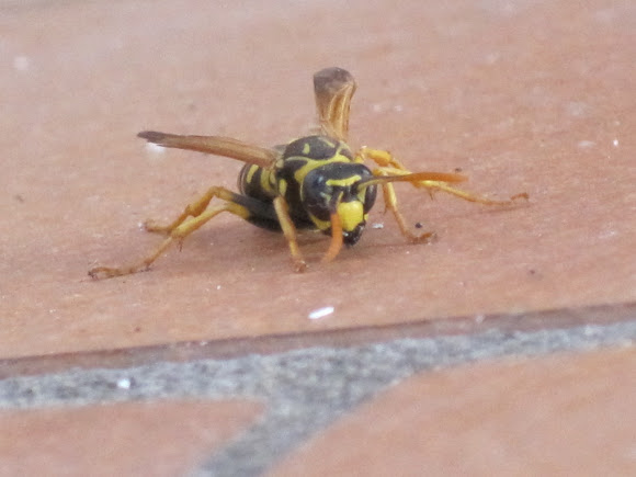 Spotting Image 1