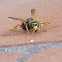 European Paper Wasp