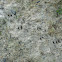 Roe Deer prints