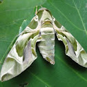 Oleander Hawk-moth