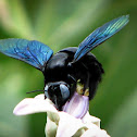 Carpenter bees or borer bees