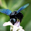 Carpenter bees or borer bees