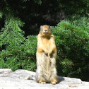 Columbian Ground Squirrel