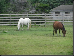 hatteras 2008 058