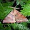 Looper Moth