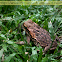 Cane Toad