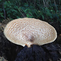 Dryad's saddle