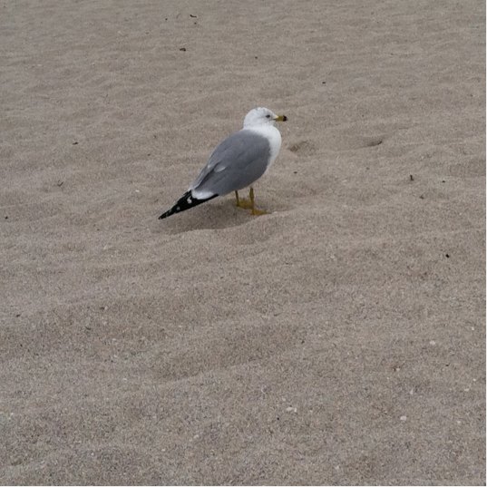 Spotting Image 1