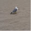 Ring-billed Gull 