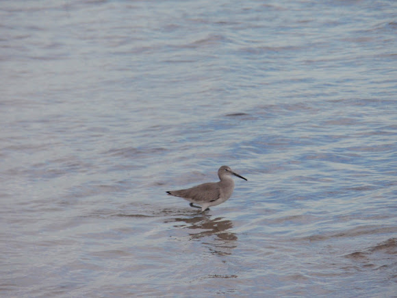 Spotting Image 1