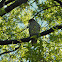 Red-tailed Hawk