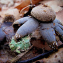 Earth Star