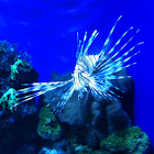 lionfish