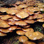 Sheathed Woodtuft