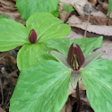 Red Trillium