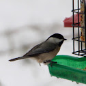 Carolina Chickadee